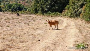 Самотно теле, встрани от пътя към село Евренозово